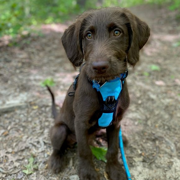 Meet your Posher, Ryan - Picture 1 of 1